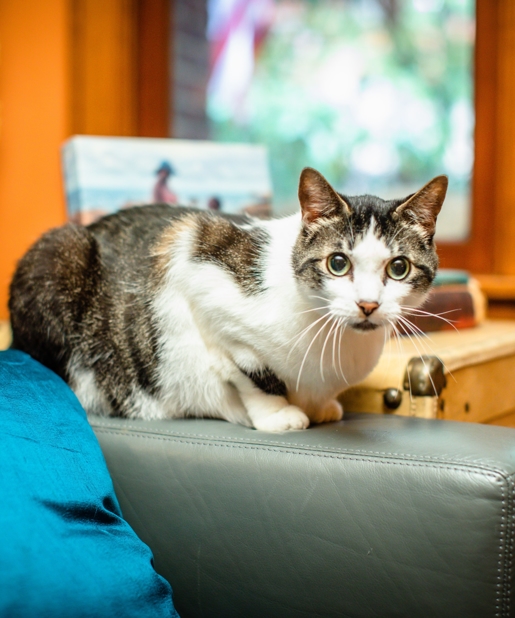 Lord  Tubbington Photo