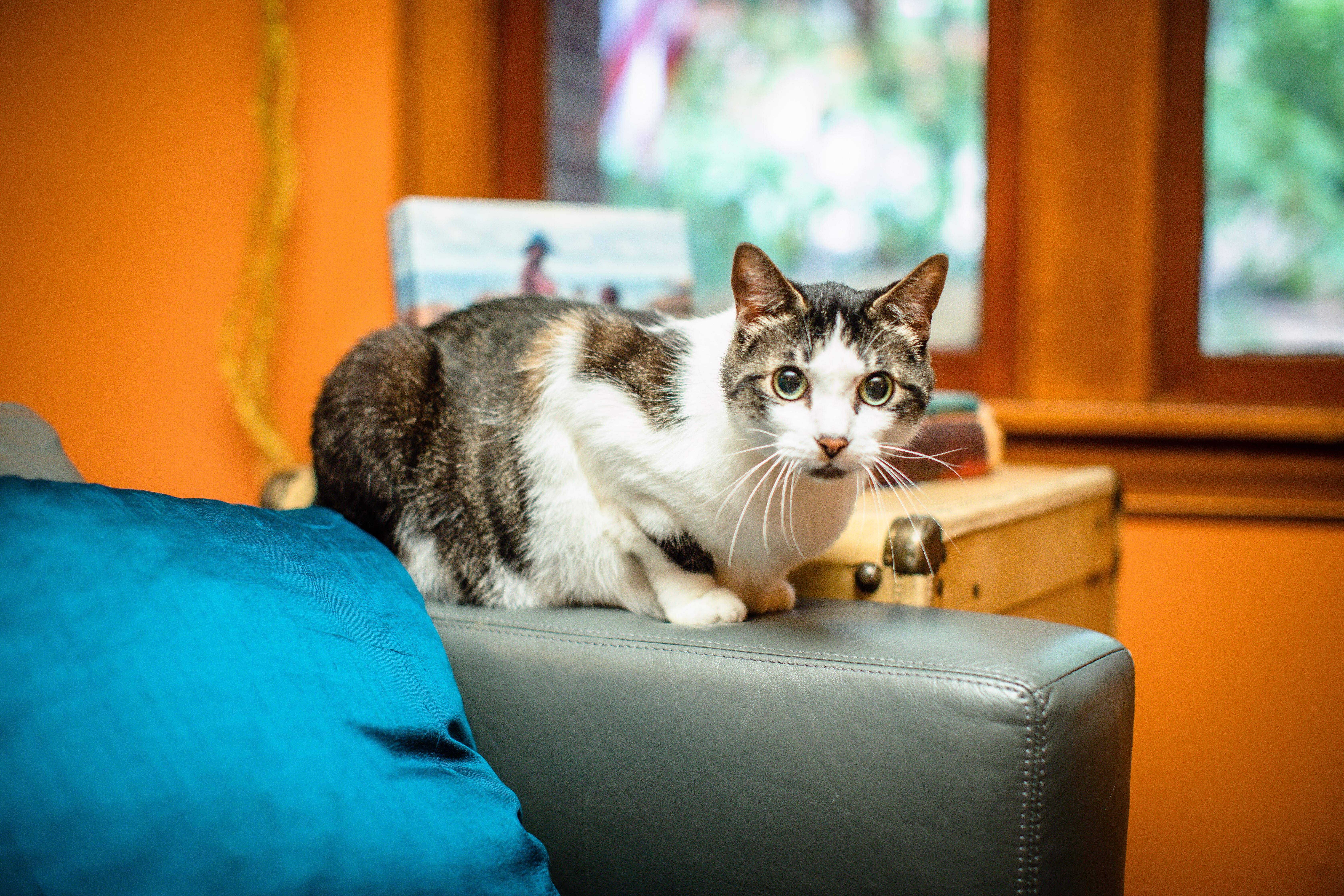 Lord Tubbington Photo